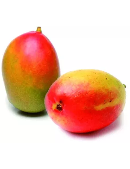 Huile Parfumée à la Mangue