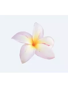 Huile à la fleur de Tiaré et fleur blanche 
