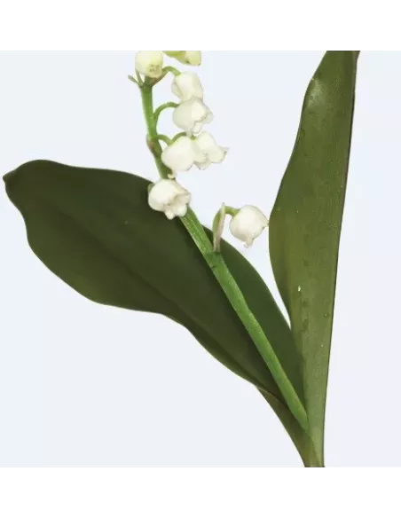 Huile fleur de Muguet