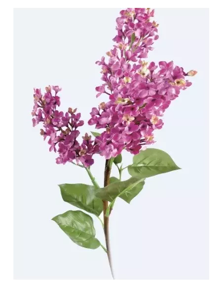 Huile fleur de Lilas 