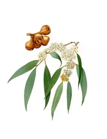 Huile parfumée Eucalyptus 