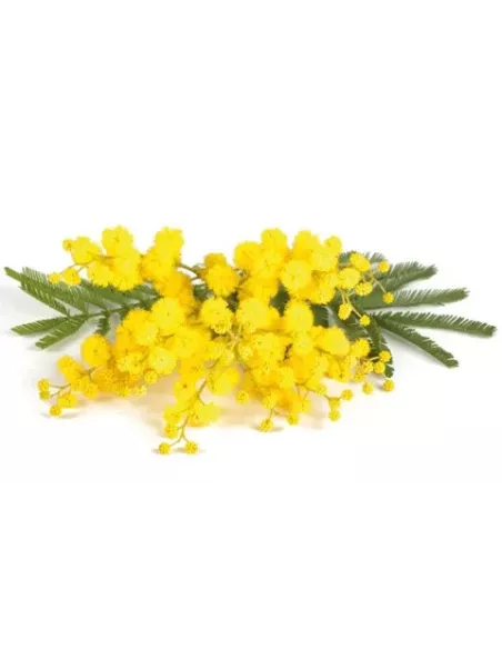 Huile fleur de Mimosa 